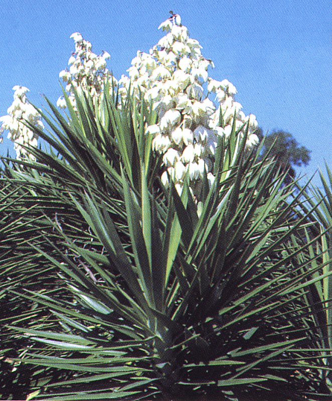 Yucca [1970]