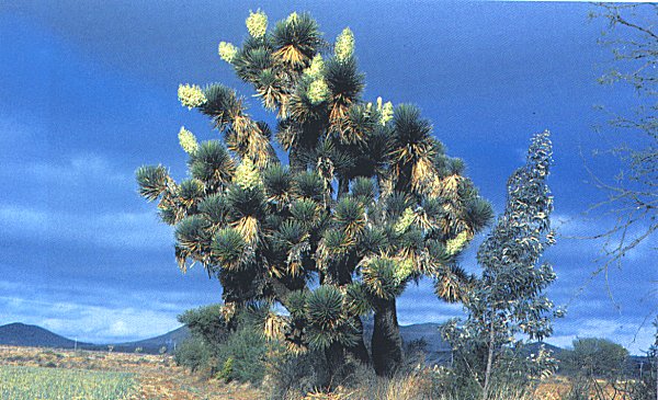 Yucca decipiens