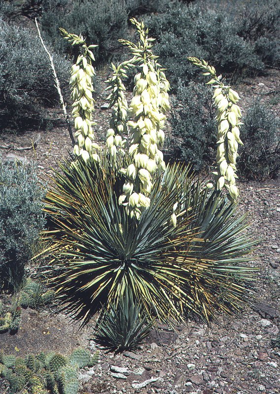 Yucca harrimaniae