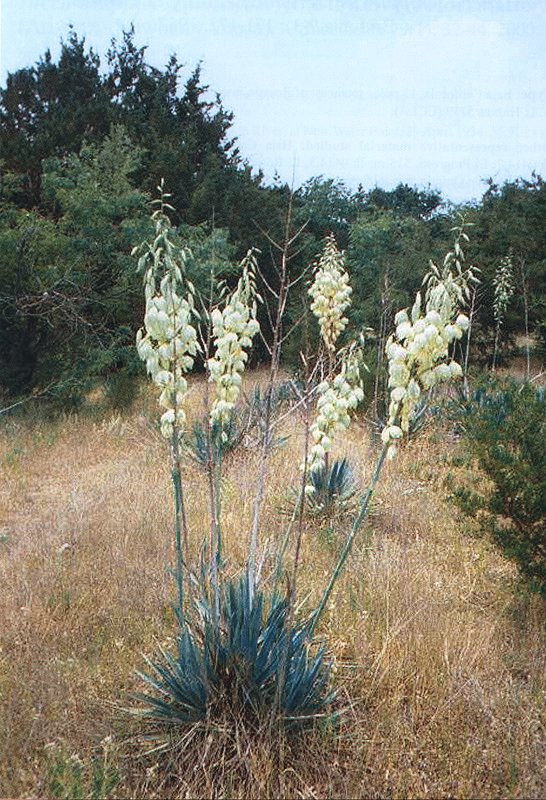 Pale Leaf Yucca
