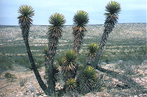 Yucca valida