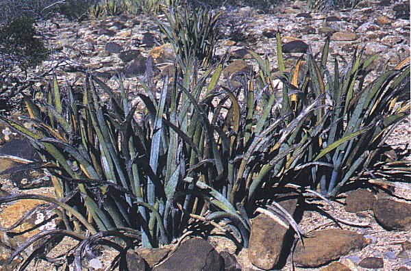 Yucca endlichiana