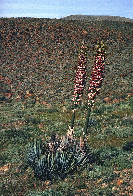 Yucca whipplei ssp.eremica