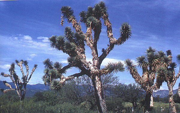 Yucca filifera