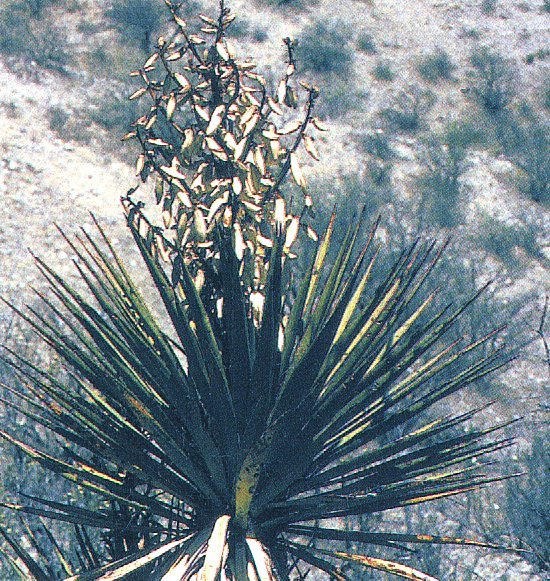 Yucca grandiflora