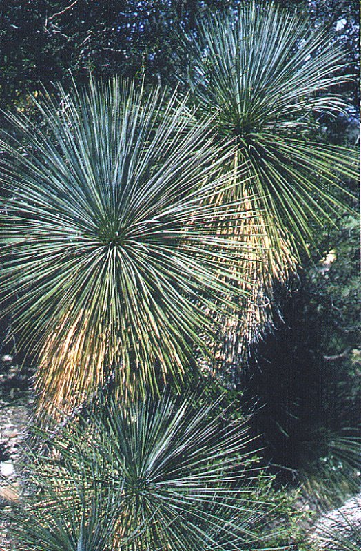 Yucca linearifolia