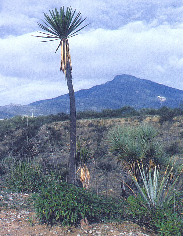 Yucca mixtecana