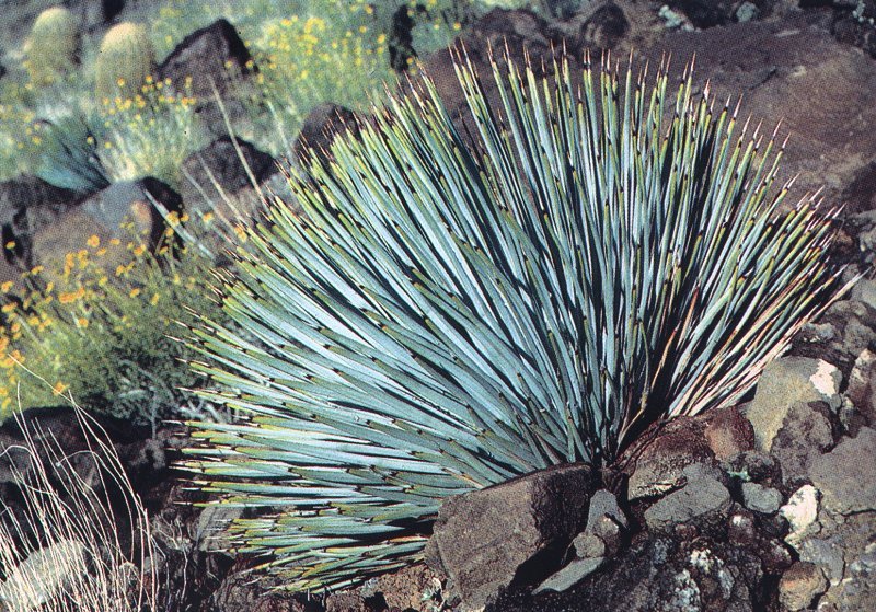 Yucca whipplei ssp.newberryi