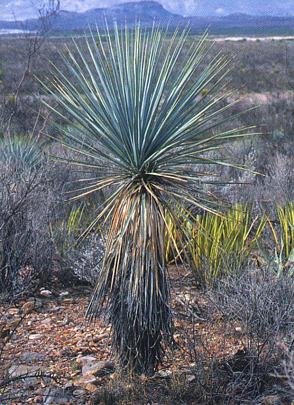 Yucca rigida