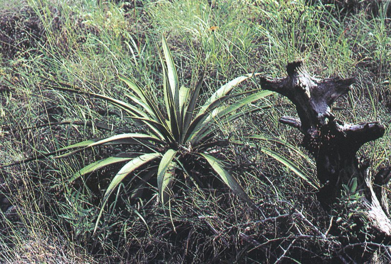 Yucca rupicola