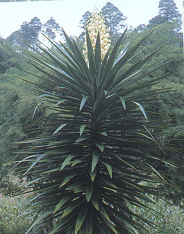 Yucca yucatana